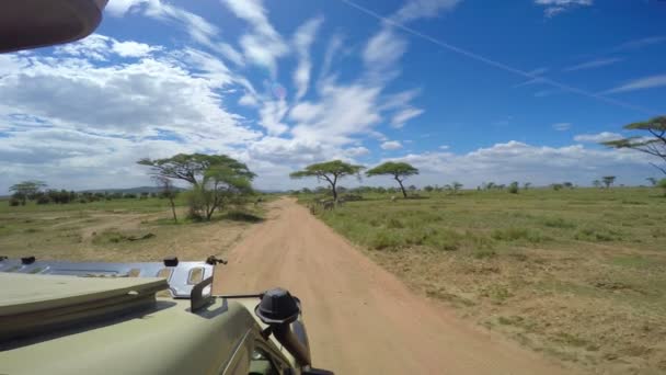 Hjordar av Zebra. Safari - resa genom den afrikanska savannen. Tanzania. — Stockvideo