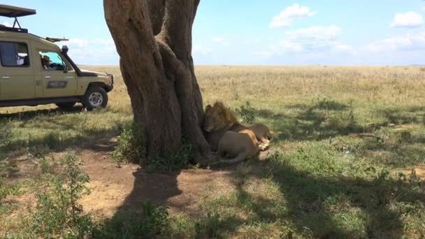 Lvů. Safari - cesta přes africké savany. Tanzanie. — Stock video