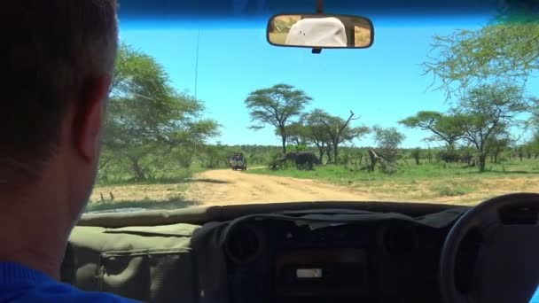 Afrikaanse olifanten. Safari - reis door de Afrikaanse savanne. Tanzania. — Stockvideo