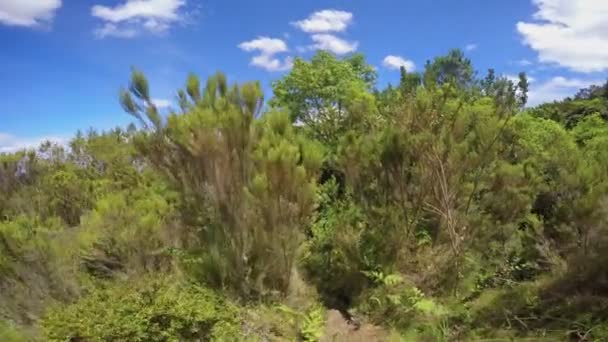 Rutas de senderismo en la ladera del monte Meru. Safari - viaje a través de la sabana africana. Tanzania . — Vídeo de stock