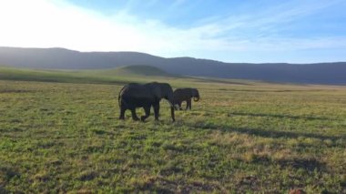 Ngorongoro krateri Afrika filler. Safari - Afrika savana yolculuk. Tanzanya.