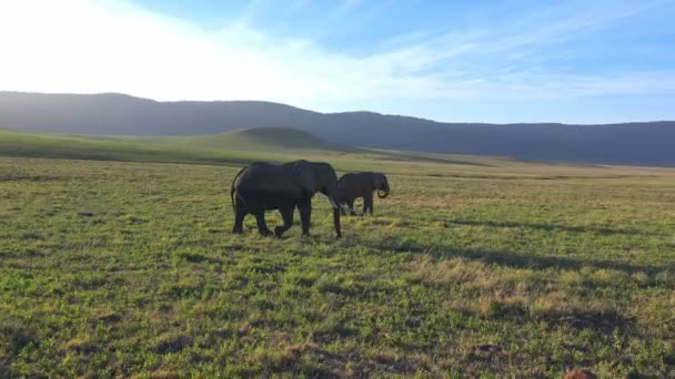 Elefantes africanos en el cráter Ngorongoro. Safari - viaje a través de la sabana africana. Tanzania . — Vídeos de Stock