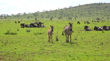  Zebra ve antilop sürüleri. Safari - Afrika savana yolculuk. Tanzanya.