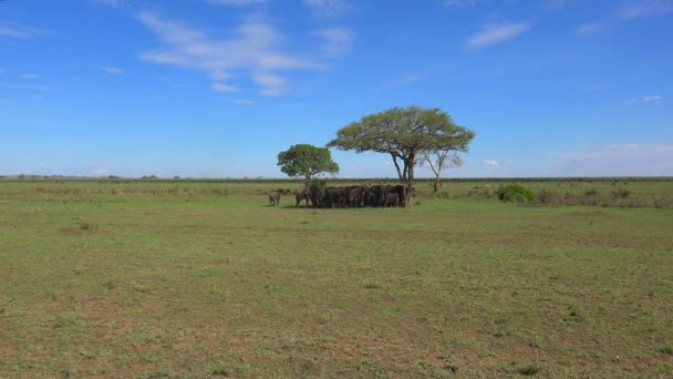 En flock elefanter, zebror, gnuer. Safari - resa genom den afrikanska savannen. Tanzania. — Stockvideo
