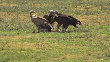 Afrika akbabalar. Safari - Afrika savana yolculuk. Tanzanya.