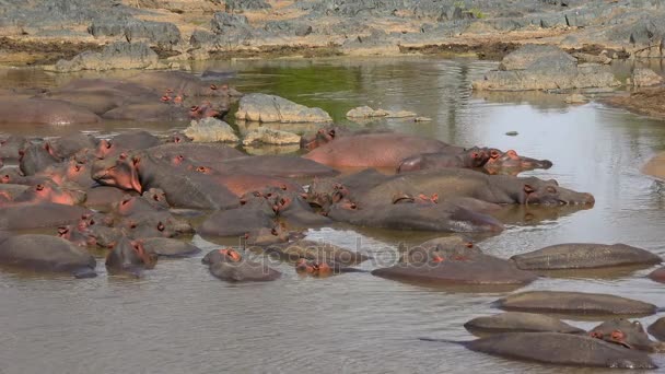 Flusspferde im Austrocknen des Flusses. Safari - Reise durch die afrikanische Savanne. Tansania. — Stockvideo