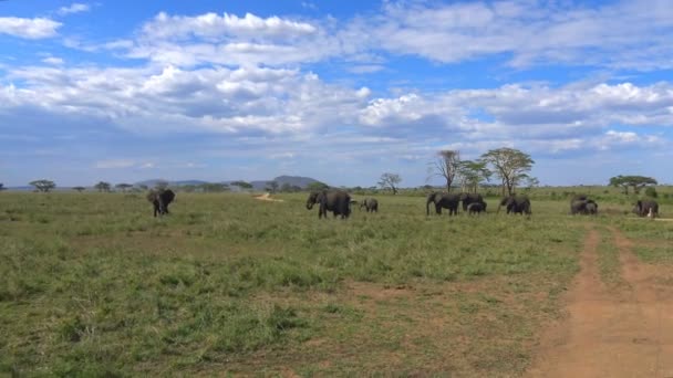 Elefantes africanos. Safari - viaje a través de la sabana africana. Tanzania . — Vídeo de stock