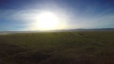 Ngorongoro krateri Zebras. Safari - Afrika savana yolculuk. Tanzanya.