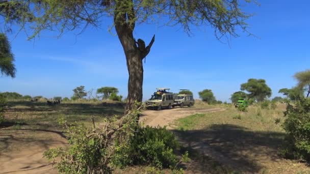 一群狒狒的观察。野生动物园-非洲大草原之旅。坦桑尼亚. — 图库视频影像