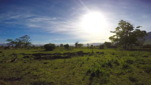 Dans le cratère de Ngorongoro. Safari - voyage à travers la savane africaine. Tanzanie . — Video