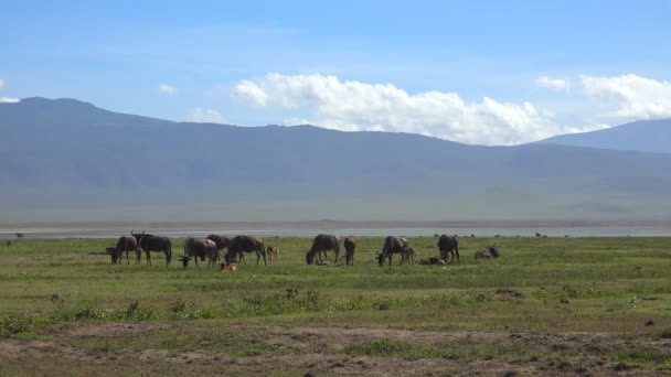 Wildebeest en el cráter Ngorongoro. Safari - viaje a través de la sabana africana. Tanzania . — Vídeo de stock