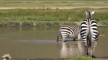 Zebralar ve antiloplar, bir sulama delik Ngorongoro krateri. Safari - Afrika savana yolculuk. Tanzanya.