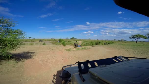 Afričtí sloni. Safari - cesta přes africké savany. Tanzanie. — Stock video