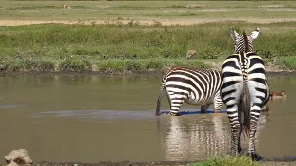 Zebra's en gnoes in een gieter gat Ngorongoro krater. Safari - reis door de Afrikaanse savanne. Tanzania. — Stockvideo