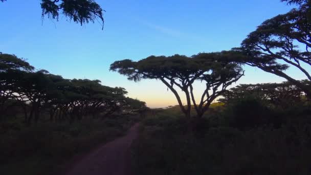 Buenos días. Safari - viaje a través de la sabana africana. Tanzania . — Vídeo de stock