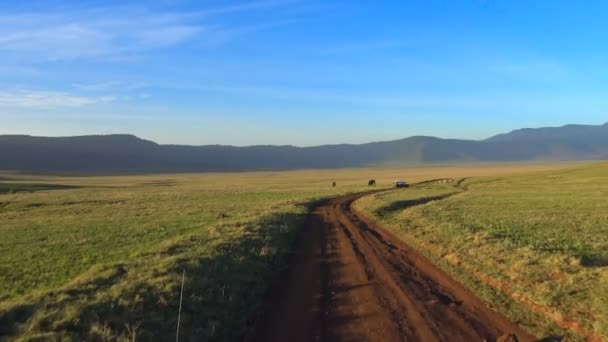 African elephants in the Ngorongoro crater. Safari - journey through the African Savannah. Tanzania. — Stock Video