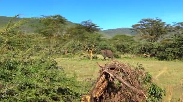 Afrikaanse olifanten in de Ngorongoro krater. Safari - reis door de Afrikaanse savanne. Tanzania. — Stockvideo