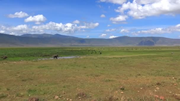 Una manada de elefantes, cebras, ñus en el cráter de Ngorongoro. Safari - viaje a través de la sabana africana. Tanzania . — Vídeos de Stock