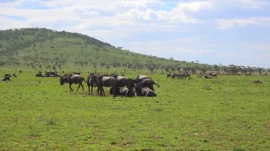  Zebra ve antilop sürüleri. Safari - Afrika savana yolculuk. Tanzanya.