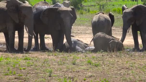 Afrikaanse olifanten. Safari - reis door de Afrikaanse savanne. Tanzania. — Stockvideo