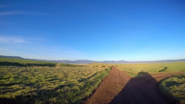 Ngorongoro krateri Afrika Buffalo'da. Safari - Afrika savana yolculuk. Tanzanya. — Stok video