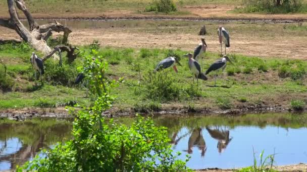 Marabou storks. Safari - journey through the African Savannah. Tanzania. — Stock Video