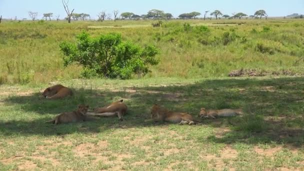 African lions. Safari - journey through the African Savannah. Tanzania. — Stock Video