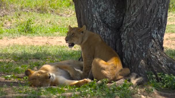 Afrikaanse leeuwen. Safari - reis door de Afrikaanse savanne. Tanzania. — Stockvideo