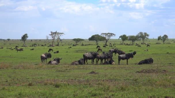 Hjordar av Zebra och GNU. Safari - resa genom den afrikanska savannen. Tanzania. — Stockvideo