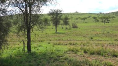 Çitalar gölgede tadını çıkarma çifti. Safari - Afrika savana yolculuk. Tanzanya.