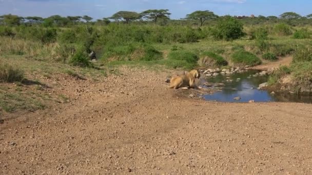 Leões africanos. Safari - viagem pela Savannah Africana. Tanzânia . — Vídeo de Stock