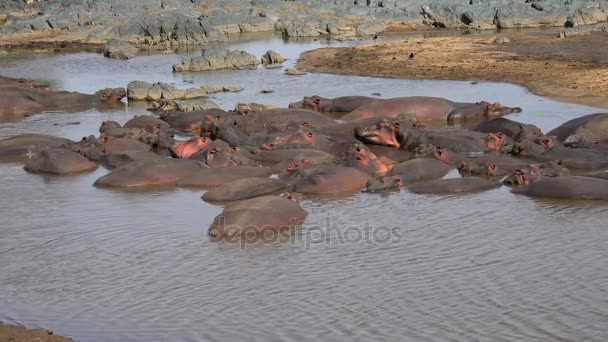 Hipopótamos en el secado del río. Safari - viaje a través de la sabana africana. Tanzania . — Vídeo de stock