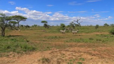  Zebra sürüleri. Safari - Afrika savana yolculuk. Tanzanya.