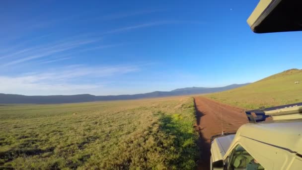 Antelopes Eland. Safari - viaggio attraverso la Savana africana. Tanzania . — Video Stock