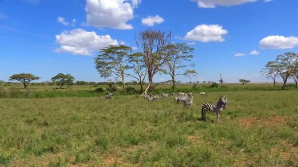 Csordák Zebra. Safari - utazás az afrikai szavanna. Tanzánia. — Stock videók