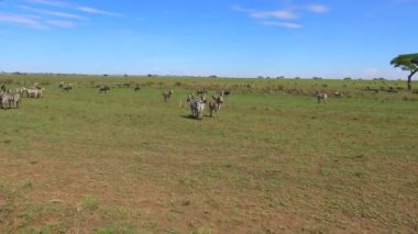  Zebra ve antilop sürüleri. Safari - Afrika savana yolculuk. Tanzanya.