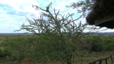Akşamları Savannah. Safari - Afrika savana yolculuk. Tanzanya.
