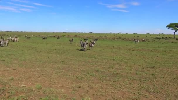 Branchi di Zebra e gnu. Safari - viaggio attraverso la Savana africana. Tanzania . — Video Stock