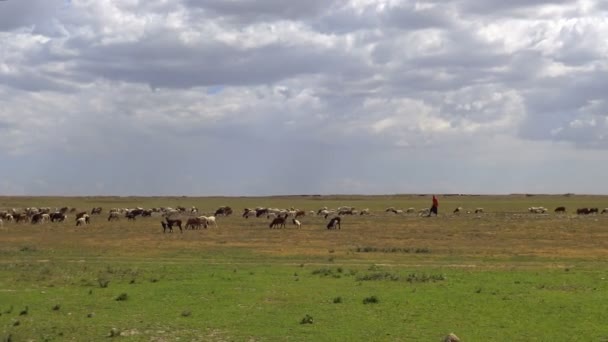 O rebanho animais da tribo Masai. Safari - viagem pela Savannah Africana. Tanzânia . — Vídeo de Stock