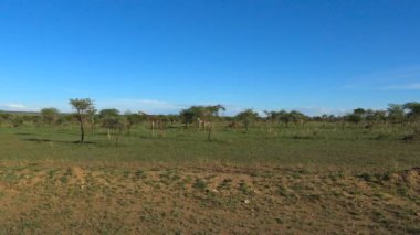 Afrika zürafalar. Safari - Afrika savana yolculuk. Tanzanya.