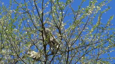 Afrika vervet maymun. Safari - Afrika savana yolculuk. Tanzanya.