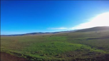  Ngorongoro krateri Zebras. Safari - Afrika savana yolculuk. Tanzanya.
