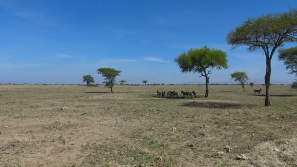 Manadas de cebra. Safari - viaje a través de la sabana africana. Tanzania . — Vídeos de Stock