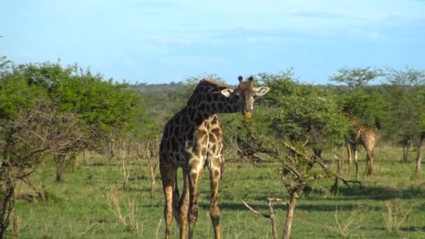 Africké žirafy. Safari - cesta přes africké savany. Tanzanie.