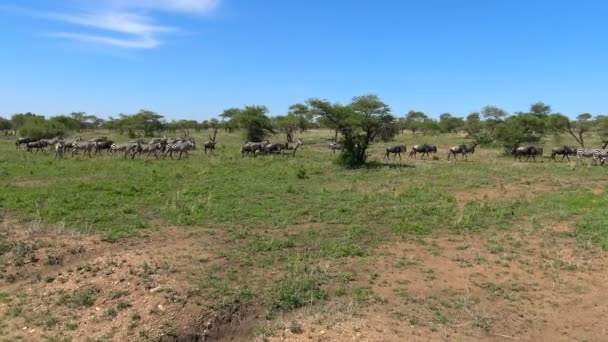Hjordar av Zebra och GNU. Safari - resa genom den afrikanska savannen. Tanzania. — Stockvideo