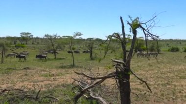  Zebra ve antilop sürüleri. Safari - Afrika savana yolculuk. Tanzanya.
