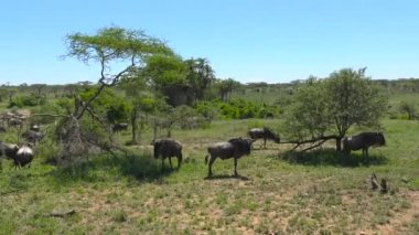  Zebra ve antilop sürüleri. Safari - Afrika savana yolculuk. Tanzanya.