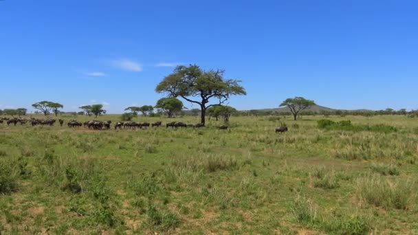  Stáda zebry a pakoně. Safari - cesta přes africké savany. Tanzanie.