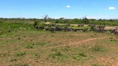  Zebra ve antilop sürüleri. Safari - Afrika savana yolculuk. Tanzanya.