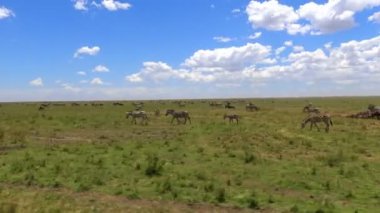  Zebra ve antilop sürüleri. Safari - Afrika savana yolculuk. Tanzanya.